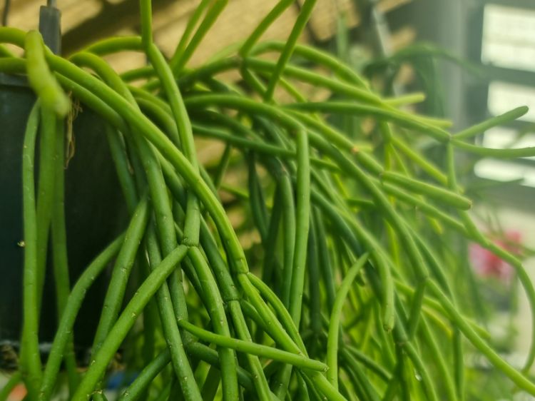 Picture of Rhipsalis hybrida