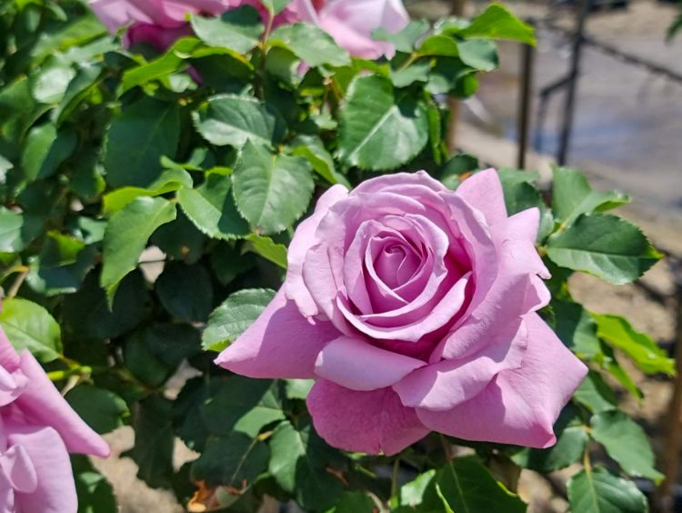 Picture of Rosa Charles De Gaulle