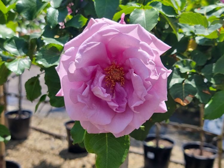 Picture of Rosa Charles De Gaulle