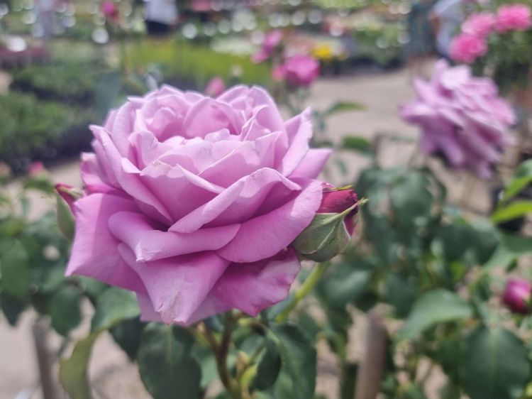 Picture of Rosa Charles De Gaulle