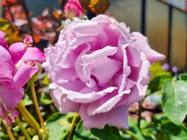 Picture of Rosa Charles De Gaulle