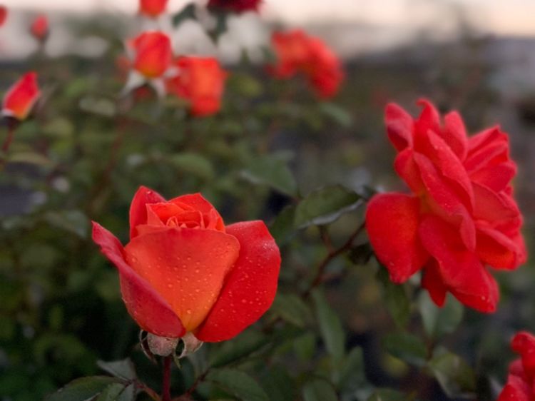 Picture of Rosa Fearless