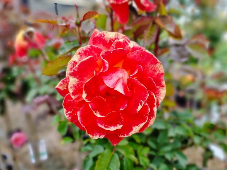 Picture of Rosa Fearless