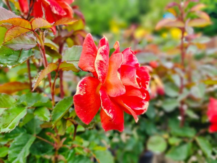 Picture of Rosa Fearless