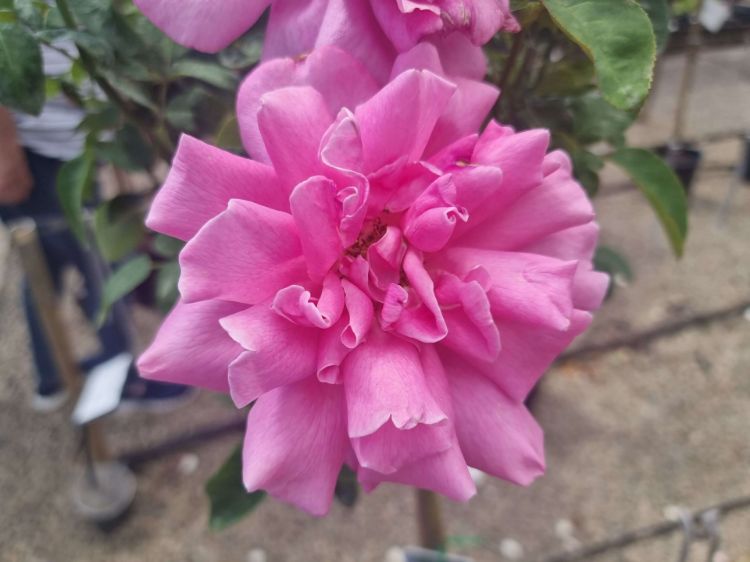 Picture of Rosa Perfume Delight