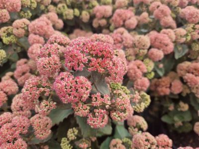 Picture of Sedum hybrida Coraljade