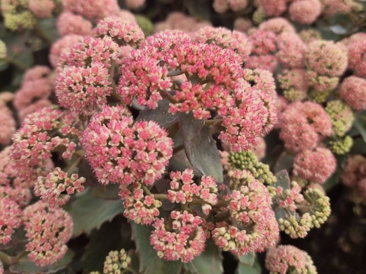 Picture of Sedum hybrida Coraljade