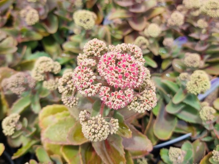 Picture of Sedum hybrida Coraljade