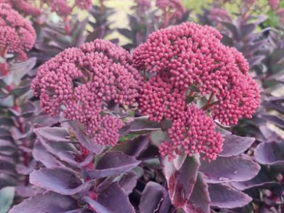Picture of Sedum telephium Conga Line