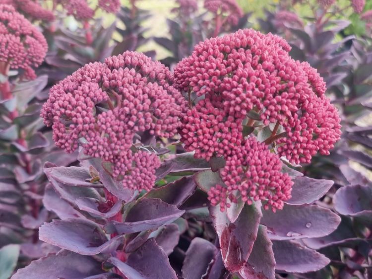 Picture of Sedum telephium Conga Line