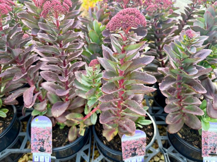 Picture of Sedum telephium Conga Line
