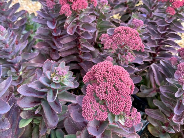 Picture of Sedum telephium Conga Line
