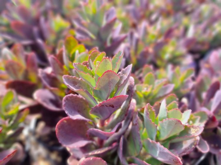 Picture of Sedum telephium Conga Line