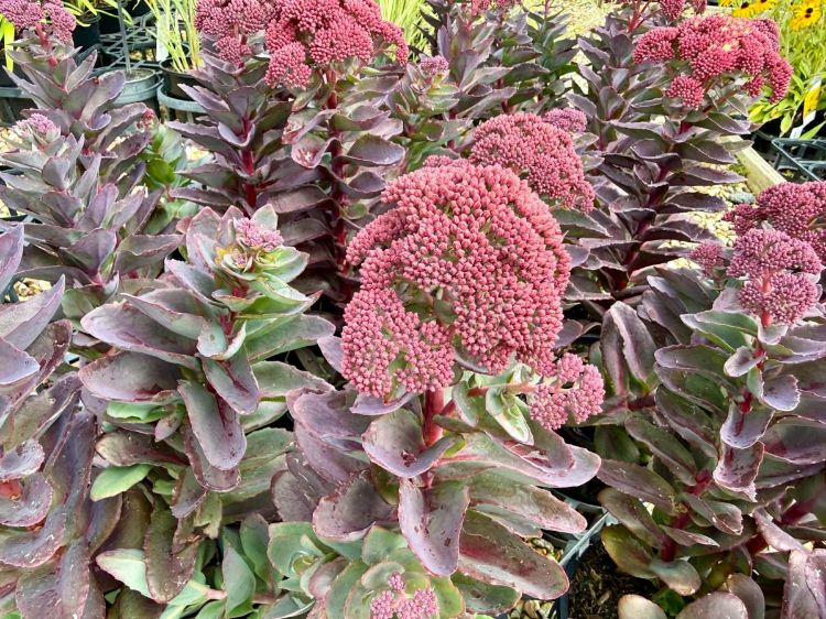 Picture of Sedum telephium Conga Line