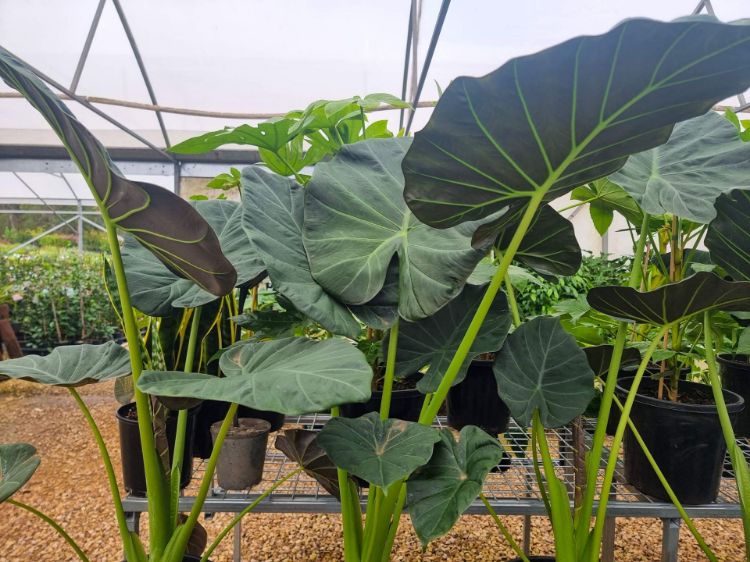 Picture of Alocasia hybrida Regal Shield