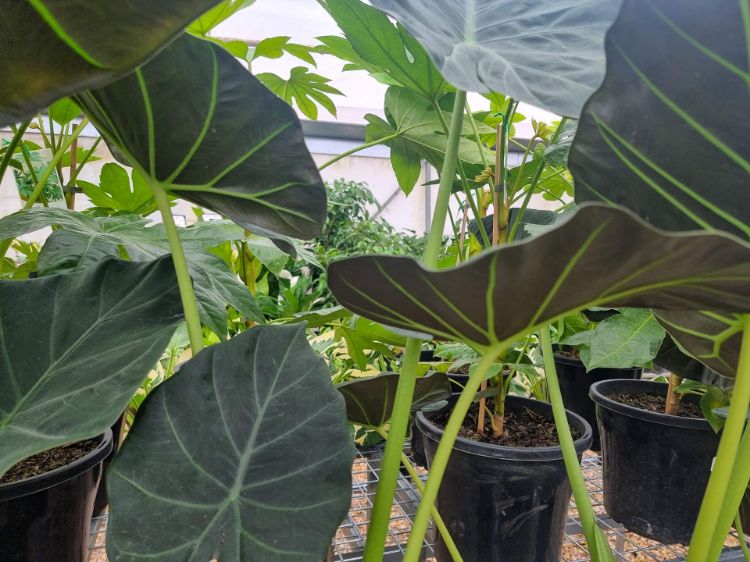Picture of Alocasia hybrida Regal Shield