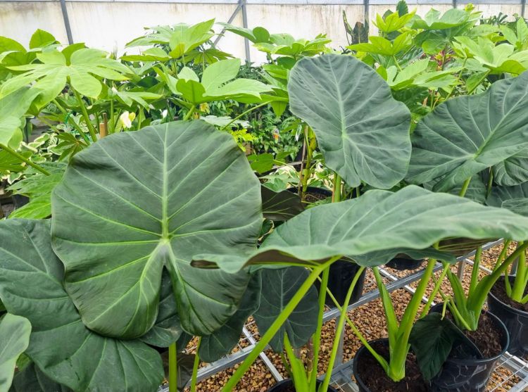 Picture of Alocasia hybrida Regal Shield