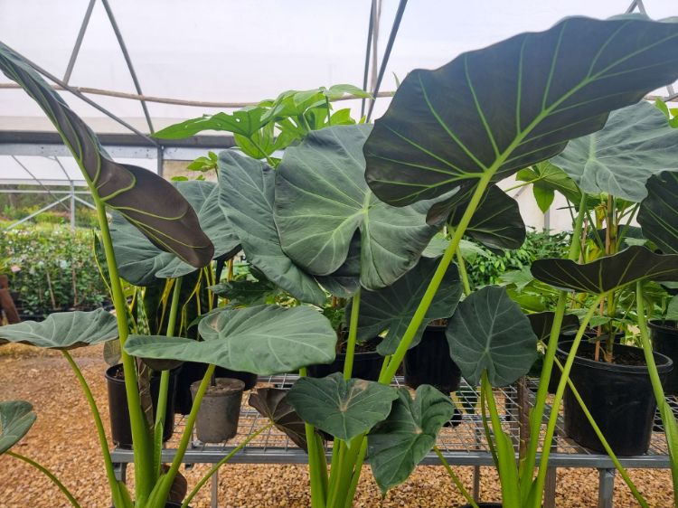 Picture of Alocasia hybrida Regal Shield
