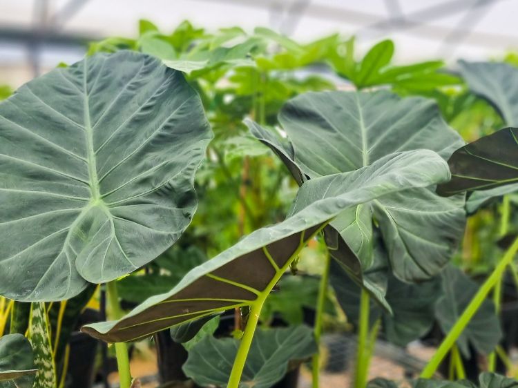 Picture of Alocasia hybrida Regal Shield