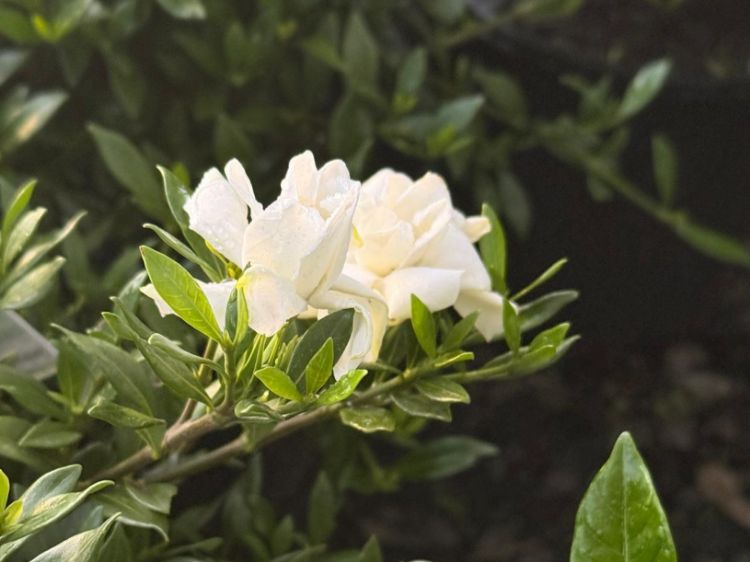 Picture of Gardenia jasminoides Radicans