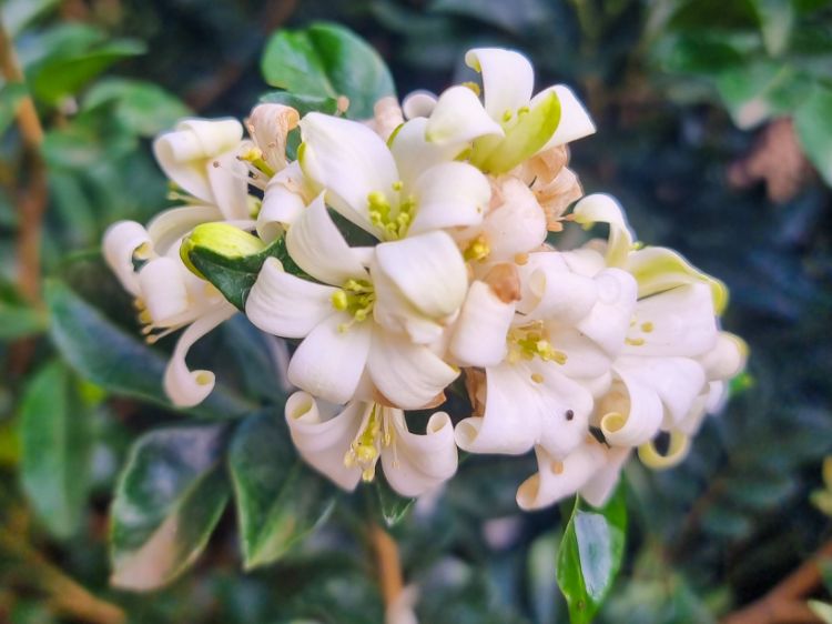 Picture of Murraya paniculata