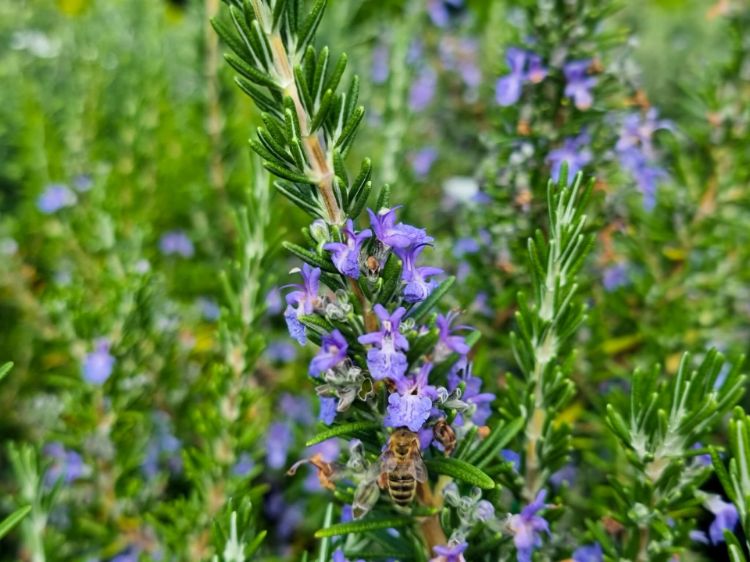 Picture of Rosmarinus officinalis Blue Lagoon