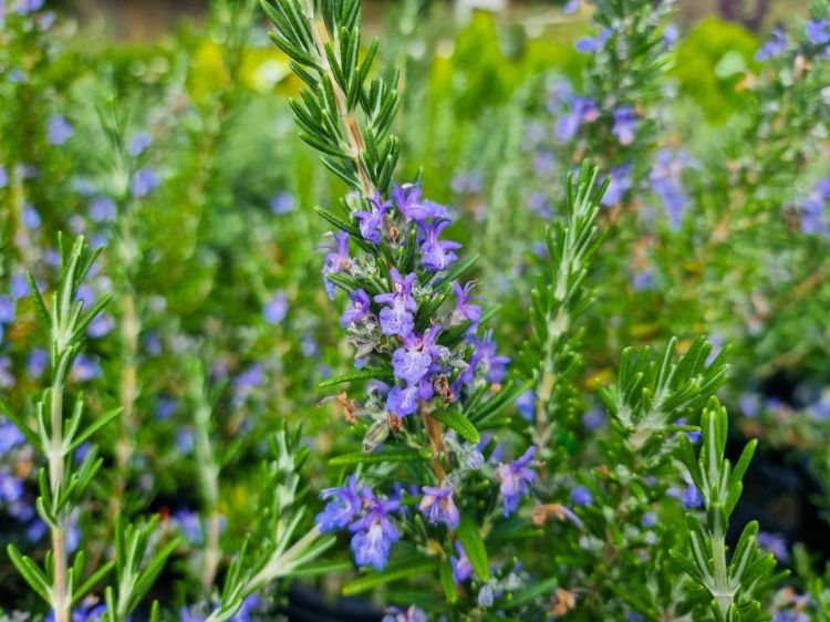 Picture of Rosmarinus officinalis Blue Lagoon