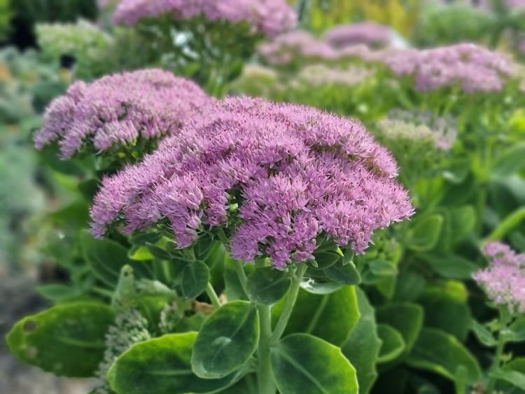 Picture of Sedum spectabile Mini Joy