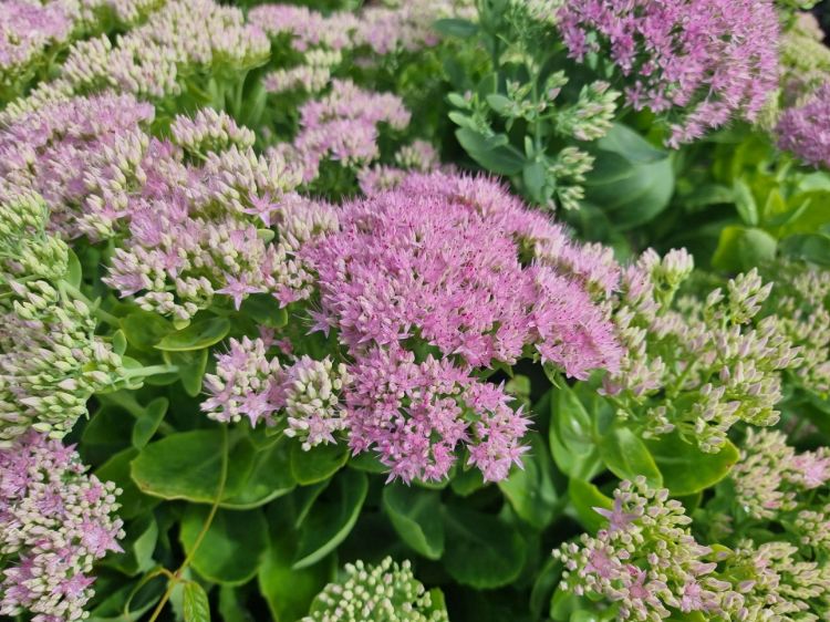 Picture of Sedum spectabile Mini Joy