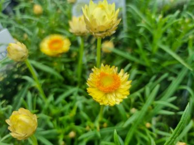Picture of Xerochrysum bracteatum Daisy Fields Lemon