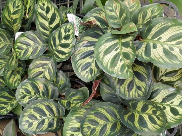 Picture of Calathea makoyana