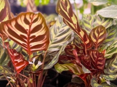 Picture of Calathea makoyana