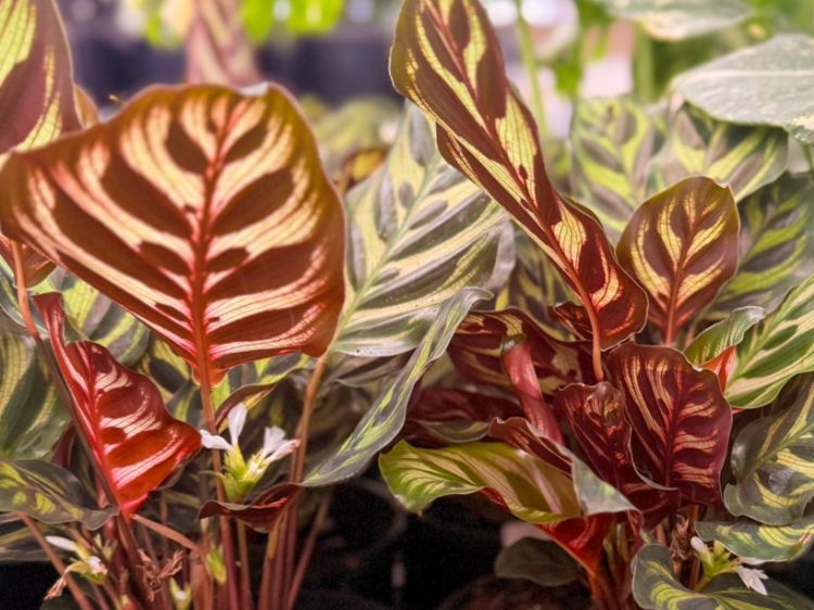 Picture of Calathea makoyana