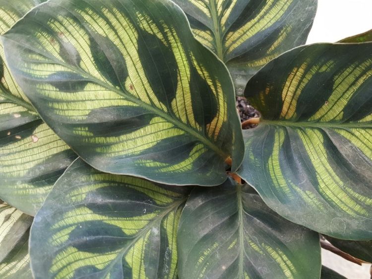 Picture of Calathea makoyana