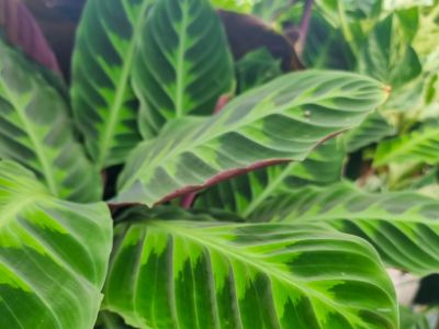 Picture of Calathea warscewiczii