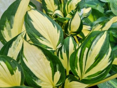 Picture of Hosta hybrida Loyalist