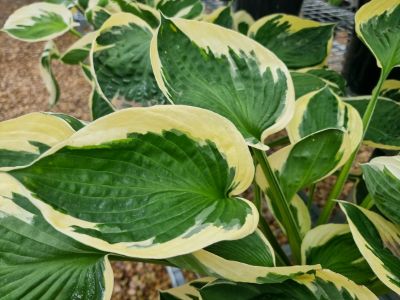 Picture of Hosta hybrida Minuteman