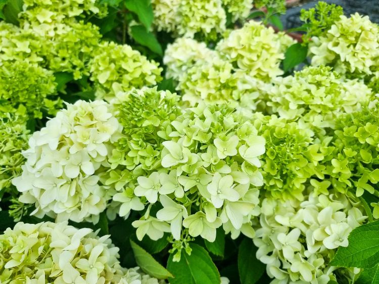 Picture of Hydrangea paniculata Mojito