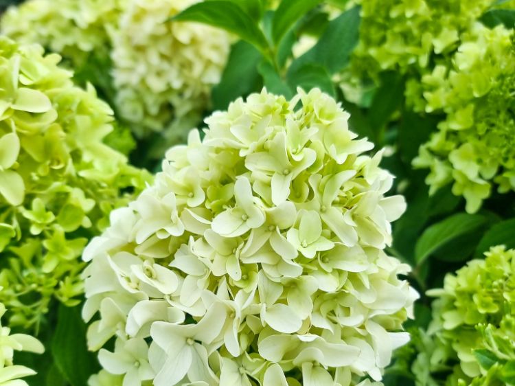 Picture of Hydrangea paniculata Mojito