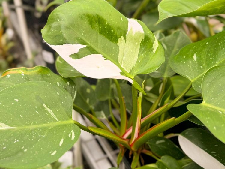 Picture of Philodendron erubescens White Wizard