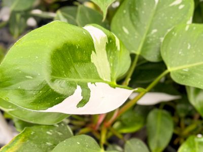 Picture of Philodendron erubescens White Wizard