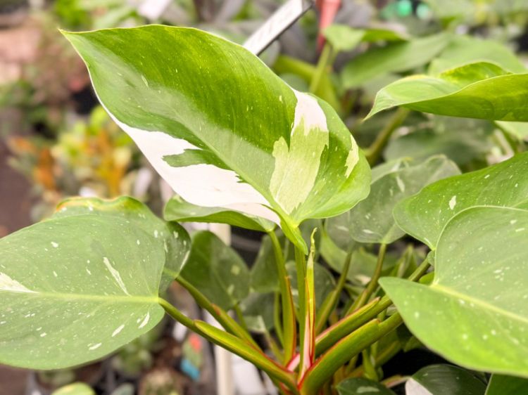 Picture of Philodendron erubescens White Wizard