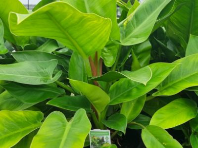 Picture of Philodendron hybrida Imperial Green