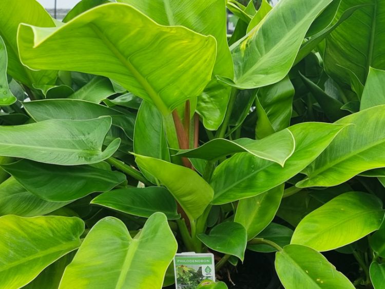 Picture of Philodendron hybrida Imperial Green
