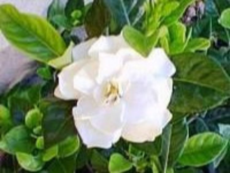 Picture of Gardenia augusta Aimee Yoshiba