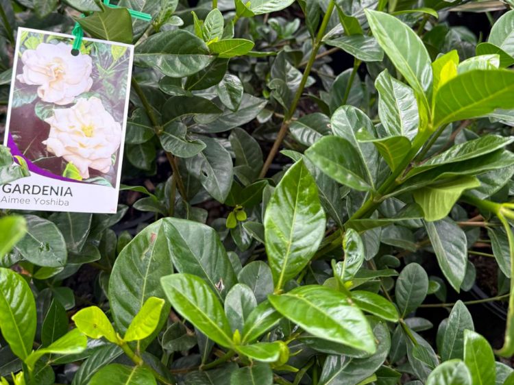 Picture of Gardenia augusta Aimee Yoshiba