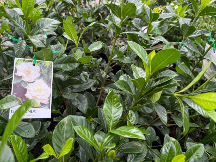 Picture of Gardenia augusta Aimee Yoshiba