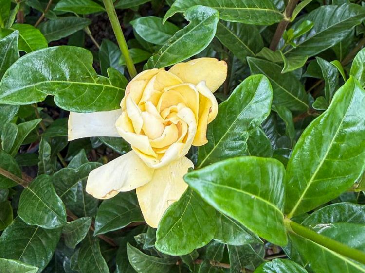 Picture of Gardenia augusta Golden Magic