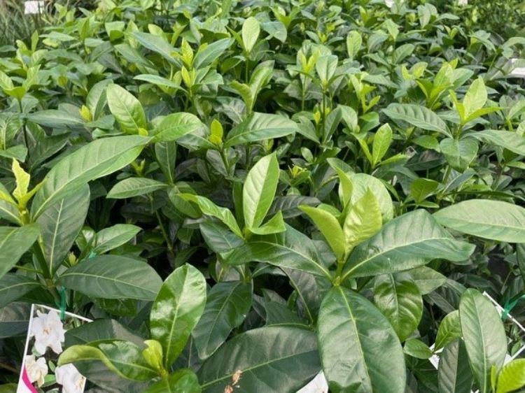 Picture of Gardenia augusta Professor Pucci