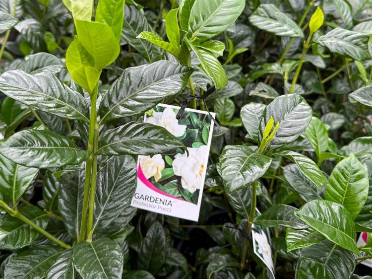 Picture of Gardenia augusta Professor Pucci